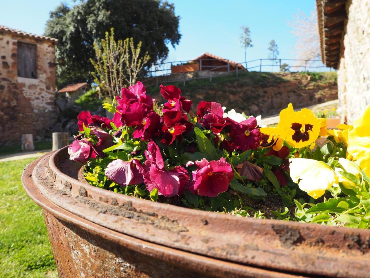 Mas Cal Sastre Sant Hilari Sacalm Exterior foto
